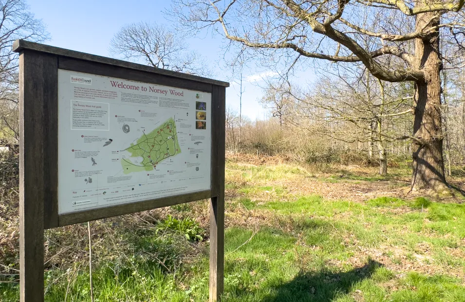 Norsey Wood, Billericay 